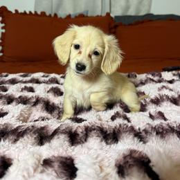 Goldie - Cream female Dachshund puppy in Durant, Oklahoma from Big Creek Mini Dachshund