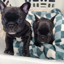 French Bulldogs from Mindy's Luvabull Frenchies