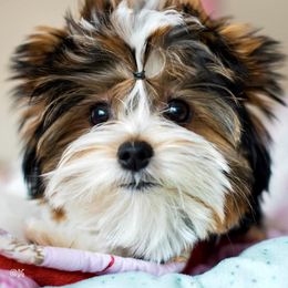 Biewer Terrier Puppies from Little Gems Biewer Terriers