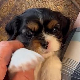 Cavalier King Charles Spaniel puppies from Summer Cavaliers