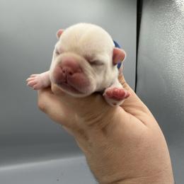 Sirius - Cream male French Bulldog puppy in Largo, Florida from Infinity Frenchies