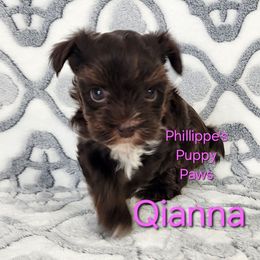 Qianna - Chocolate and tan female Yorkshire Terrier puppy in Adair, Oklahoma from Phillippe's Puppy Paws