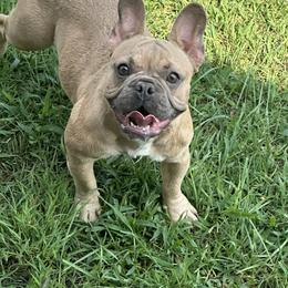 Bulldog and French Bulldog All Grown Up from Southern Standard Bulldogs