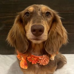 Noel - Dachshund