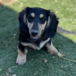Morgan - Black and cream male Dachshund puppy in Oklahoma City, Oklahoma from OkieDoxieland Dachshunds