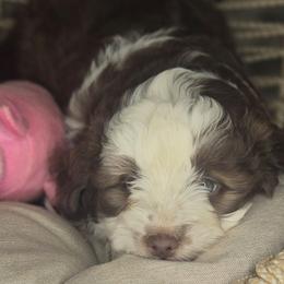 Suzy - Brown and white female Aussiedoodle puppy in Lincoln, California from Pasta Puppies Doodles