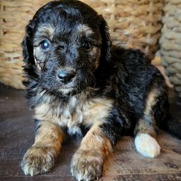 Roan - Black phantom female Aussiedoodle puppy in Crete, Nebraska from Doodles & Co
