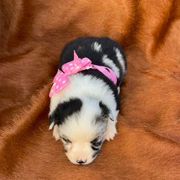 Girl 1 - Blue merle female Miniature Australian Shepherd puppy in Graham, North Carolina from Thompson Farm Mini Aussies