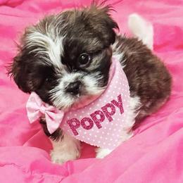 Diamond - female Shih Tzu puppy in Brainerd, Minnesota from Angie’s Teddy Bear Puppies Minnesota