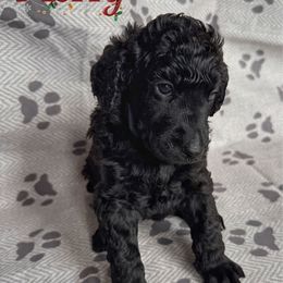 Merry - Black female Poodle puppy in Nederland, Texas from Lingo Standard Poodles