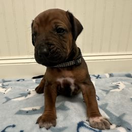 Dallas - Rd whtn blk nose male Rhodesian Ridgeback puppy in Montgomery, Texas from Timber Ridge Kennels