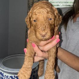 Jasmina (Light Blue Girl) - Brown female Poodle puppy in Winterville, Georgia from Villa Rosa Poodles