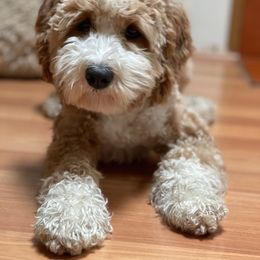 lolly - Labradoodle