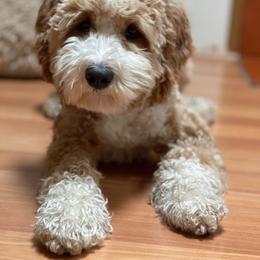 lolly - Labradoodle