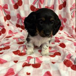 Female 3 LIMTED AKC - Piebald female Dachshund puppy in Aurora, Missouri from Baker Farms