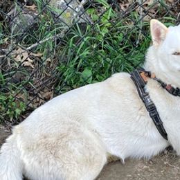 Siberian Huskies from Smith's Huskies