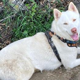 Siberian Huskies from Smith's Huskies