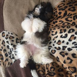 Shih Tzu Puppies from RONNIE SAN JUAN
