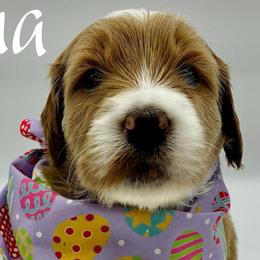 Luna - Red  female Goldendoodle puppy in Travelers Rest, South Carolina from Bailey Mountain Doodles