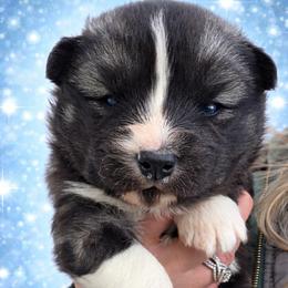 Dark blue boy - Agouti and white male Siberian Husky puppy in Terre Haute, Indiana from April's Huskies