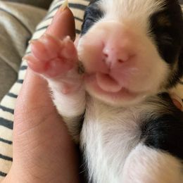 American Corgi and Pembroke Welsh Corgi Puppies from Chaotic Corgi’s