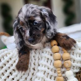 Timo - Merle male Cockapoo puppy in Dothan, Alabama from Farquharson's Poodles&Doodles