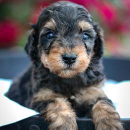 Elton - Brown merle male Aussiedoodle puppy in Crete, Nebraska from Doodles & Co