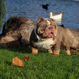 Bulldogs and French Bulldogs from MMG Bulldogs