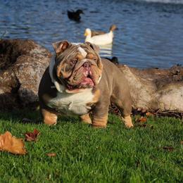 Bulldogs and French Bulldogs from MMG Bulldogs