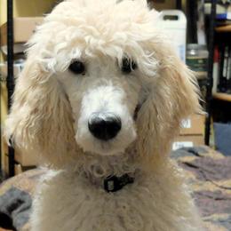 Poodle Puppies from Furball Forest Poodles