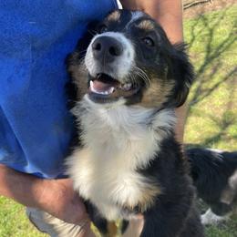 Paizlee - Australian Shepherd