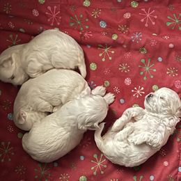 Maltese puppies from Hops-a-Lot Maltese Ranch