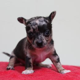 Australian Cattle Dog and Chihuahua Puppies from Cherished Chihuahuas