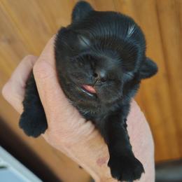 Muffles - Black male Shih Tzu puppy in Palmyra, New York from Karen's Tzus of Palmyra-Macedon