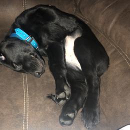 Golden Retriever and Labrador Retriever Puppies from All Around Retrievers