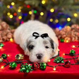 Opal - Blue merle and white female Sheepadoodle puppy in Tahlequah, Oklahoma from Mulberry Ridge Doodles