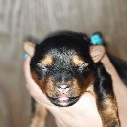 Boy - Black and tan male Yorkshire Terrier puppy in Thornville, Ohio from My precious yorkies
