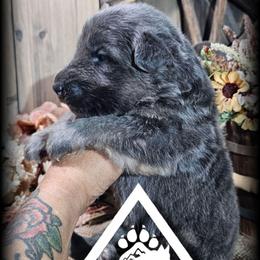 Appollo - Blue male German Shepherd puppy in Sequim, Washington from German Shepherd Haus
