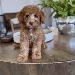 Tahoe - Red  male Goldendoodle puppy in St George, Utah from Doodle Bears of Southern Utah