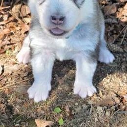 Hickory - Gray and white male Alaskan Malamute puppy in Palmyra, Michigan from Illusion Kennel