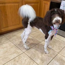 Goldendoodle All Grown Up from Goldendoodles of Arizona