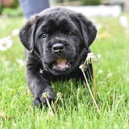 Cane Corso Puppies from Serafina Cane Corso