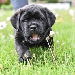 Cane Corso Puppies from Serafina Cane Corso