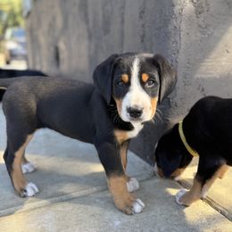 Maroon girl - Black, white and red female Greater Swiss Mountain Dog puppy in Woodland, Washington from Woodland Swissie’s