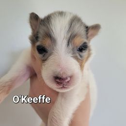 Girl 4 - Blue merle female Collie puppy in Mattoon, Illinois from Gold Leaf Collies