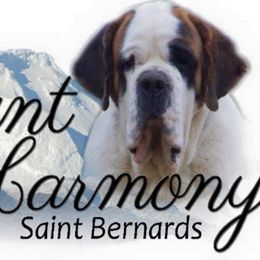 Saint Bernards from Mt.Harmony Saint Bernards