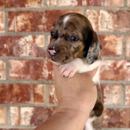 Sundance Kid - Dapple male Dachshund puppy in Deming, New Mexico from FoxieDoxies of New Mexico