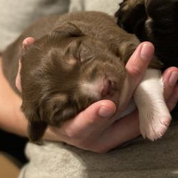 Australian Shepherd Puppies from Echolight Australian Shepherds