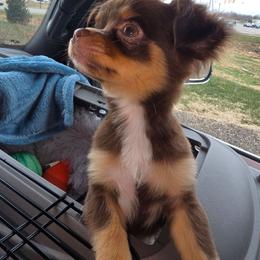 Rottie Boy - Chocolate and tan male Chihuahua puppy in Jeffersonville, Indiana from The Joyful World of Chihuahuas