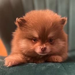 Schnitzel - Chocolate and tan male Pomeranian puppy in Buck Valley, Pennsylvania from Buck Valley Pomeranians